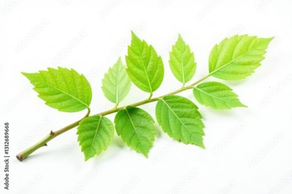 Delicate branch with light green leaves isolated on white background, nature, forest Delicate branch with light green leaves isolated on white background, nature, forest