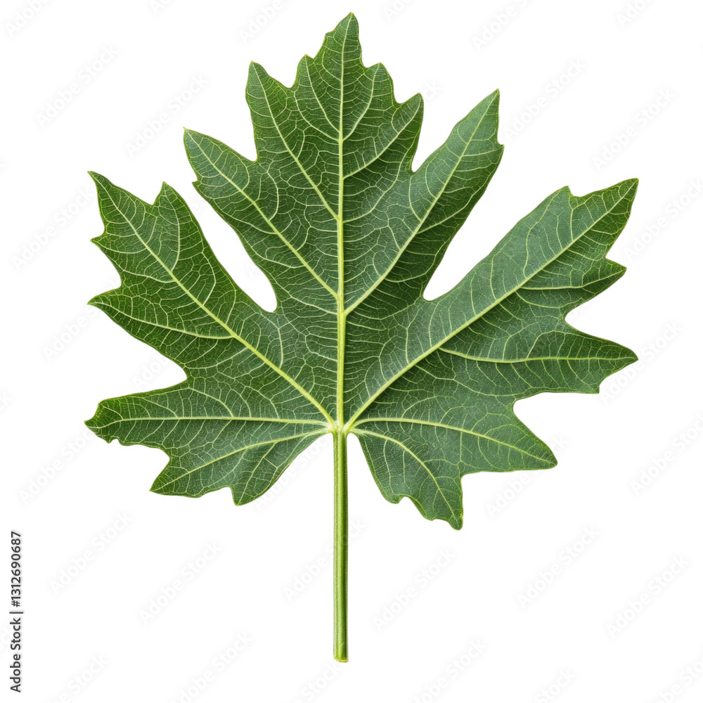 Detailed Close-Up of a Vibrant Green Leaf . Transparent background PNG Detailed Close-Up of a Vibrant Green Leaf . Transparent background PNG