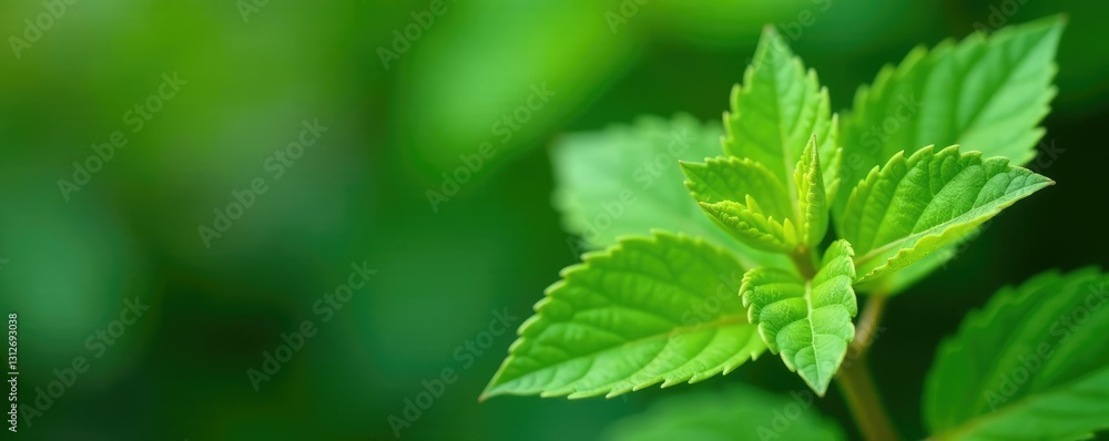 Freshly cut lantana stems with green leaves and buds, leaf, bud, freshcut Freshly cut lantana stems with green leaves and buds, leaf, bud, freshcut