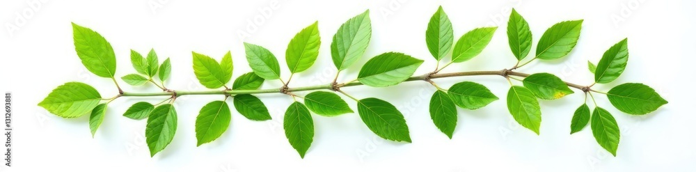 Green leafy branch isolated on white background, botanical, leaves, stem Green leafy branch isolated on white background, botanical, leaves, stem