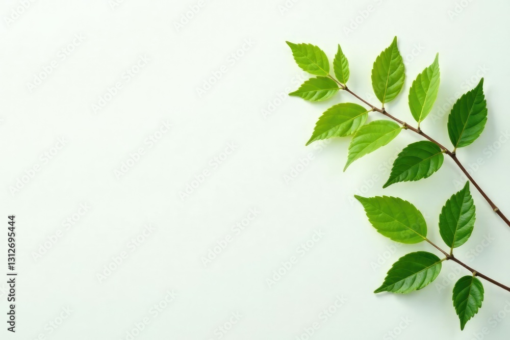Leafy branches with delicate green leaves on a pristine white background, plant, nature, texture Leafy branches with delicate green leaves on a pristine white background, plant, nature, texture