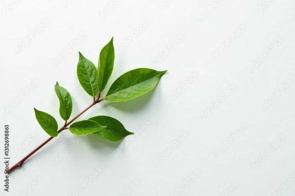 Fototapeta premium Single branch with delicate leaves against a pure white surface, white, branch, leaf