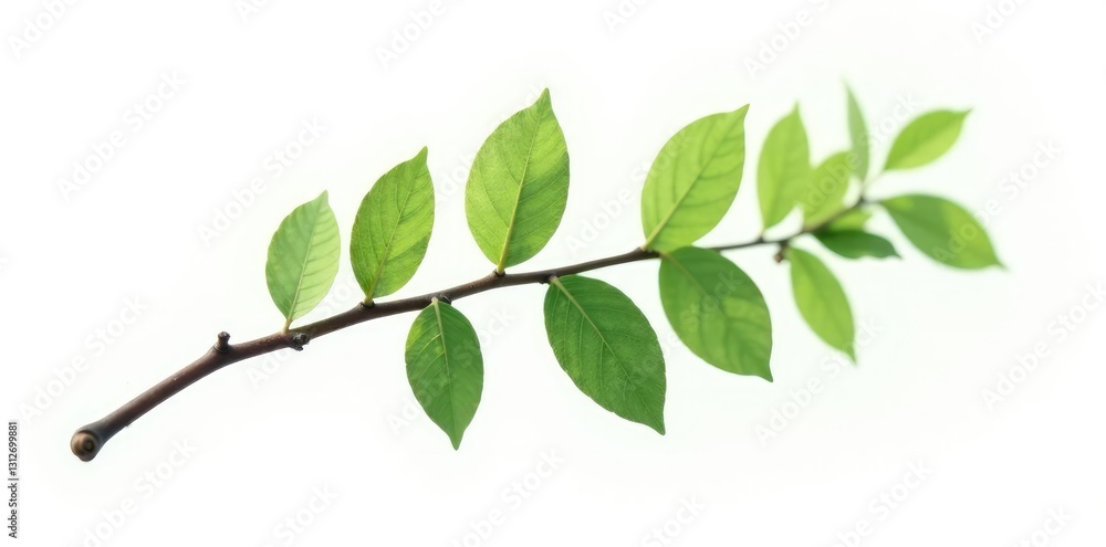 Single isolated branch on white background with subtle texture and organic curve, tree, isolated Single isolated branch on white background with subtle texture and organic curve, tree, isolated