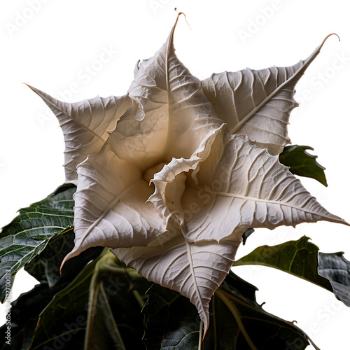 Datura Devil's Trumpet Plant PNG Cutout with Transparent Backdrop – High-Quality Isolated Flower for Digital Use photo