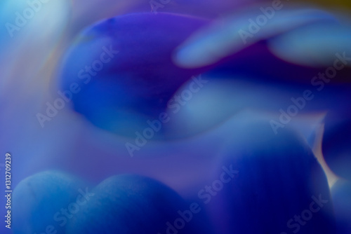 Macro Flower Blossom Background blue purple