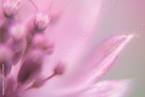 Macro Flower Blossom Background light rose