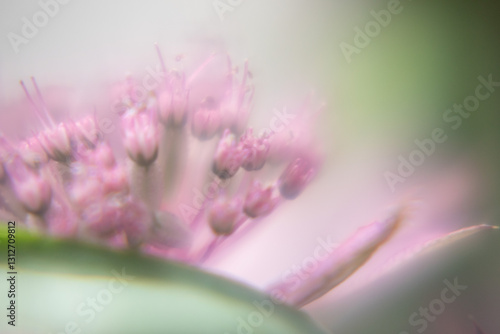 Macro Flower Blossom Background light rose
