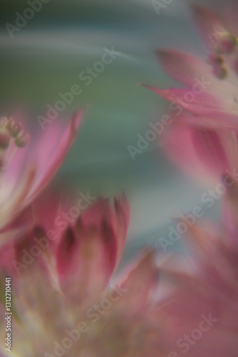 Macro Flower Blossom Background light rose