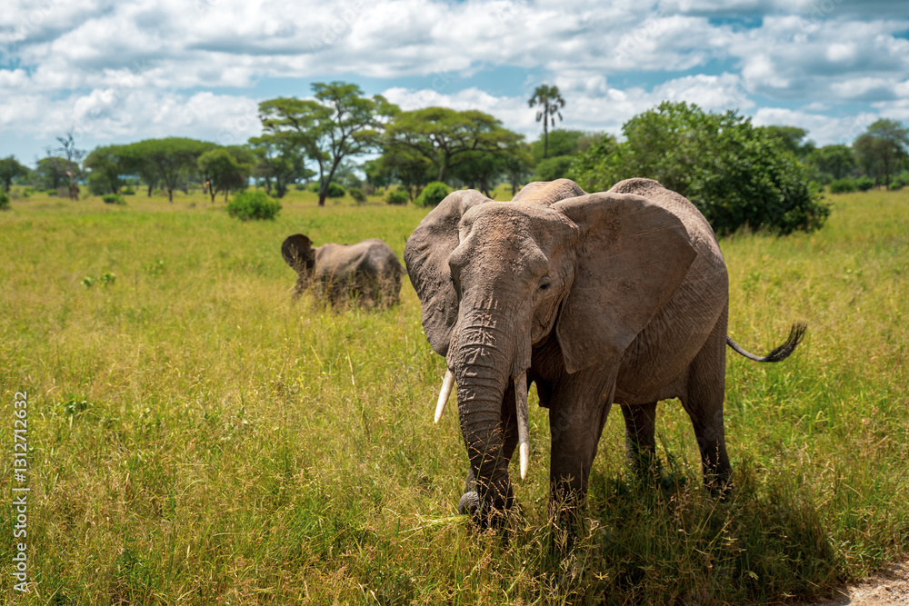 Fototapeta premium Ein junger Elefant steht in hohen Gräsern der Savanne von Tansania, Afrika, im Hintergrund ein weiterer Elefant
