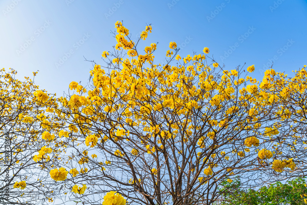 Beautiful blooming Yellow Golden Tabebuia Chrysotricha flowers of the Yellow Trumpet that are blooming with the park in spring day in the garden and sunset sky background in Thailand.