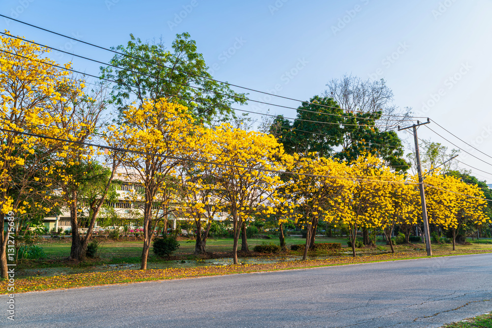 Beautiful blooming Yellow Golden Tabebuia Chrysotricha flowers of the Yellow Trumpet that are blooming with the park in spring day in the garden background in Thailand.