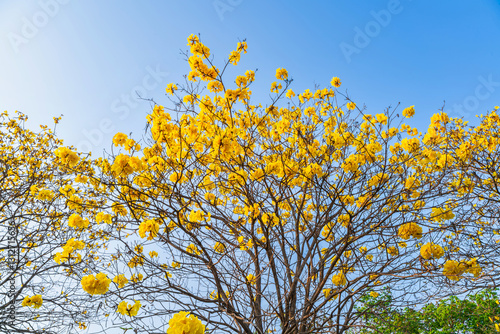 Obraz na płótnie Beautiful blooming Yellow Golden Tabebuia Chrysotricha flowers of the Yellow Trumpet that are blooming with the park in spring day in the garden and sunset sky background in Thailand. w salonie