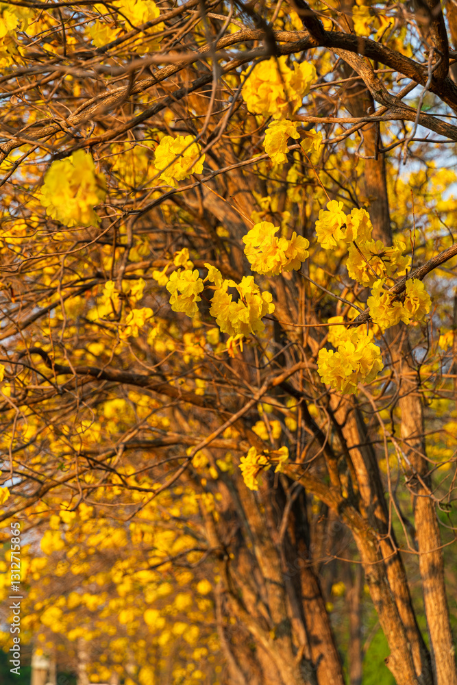 Beautiful blooming Yellow Golden Tabebuia Chrysotricha flowers of the Yellow Trumpet that are blooming with the park in spring day in the garden and sunset sky background in Thailand.