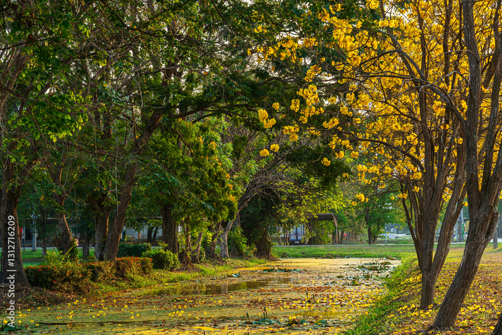 Beautiful blooming Yellow Golden Tabebuia Chrysotricha flowers of the Yellow Trumpet that are blooming with the park in spring day in the garden background in Thailand.
