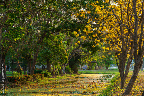 Obraz na płótnie Beautiful blooming Yellow Golden Tabebuia Chrysotricha flowers of the Yellow Trumpet that are blooming with the park in spring day in the garden background in Thailand. w salonie