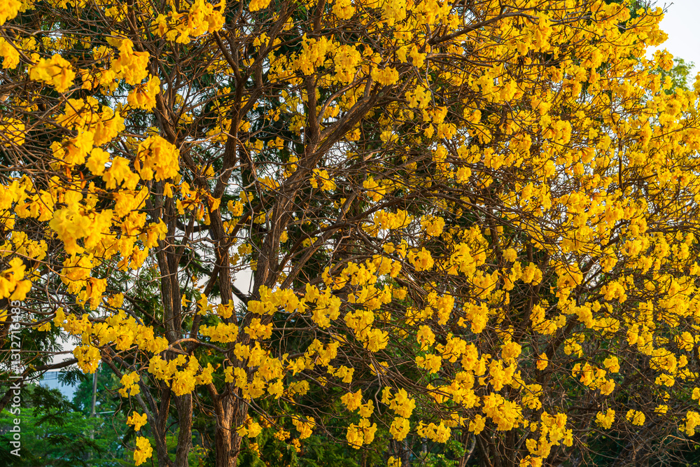 Beautiful blooming Yellow Golden Tabebuia Chrysotricha flowers of the Yellow Trumpet that are blooming with the park in spring day in the garden and sunset sky background in Thailand.