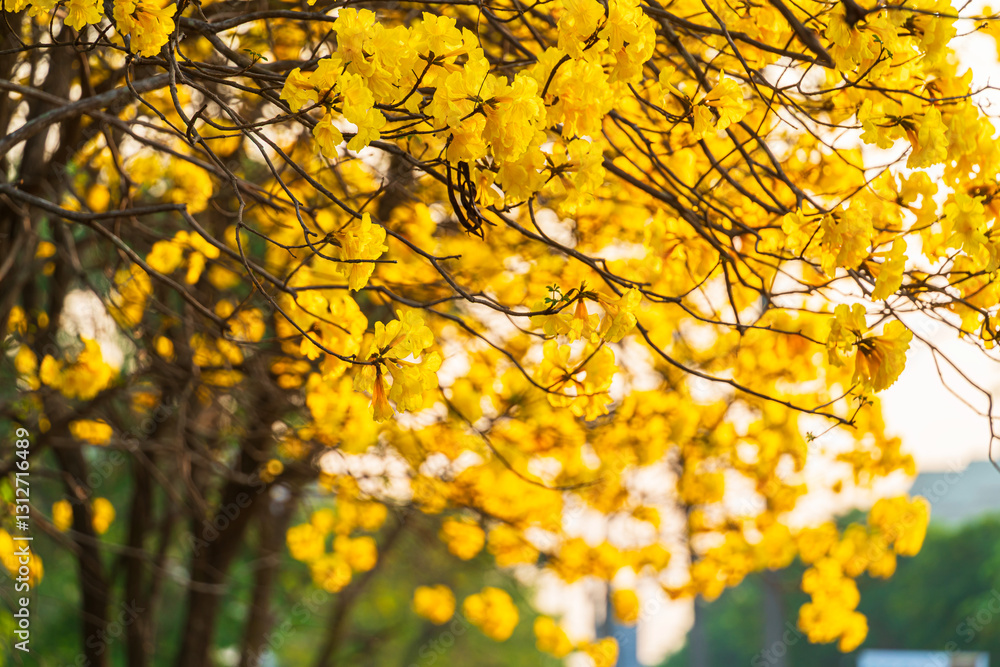Beautiful blooming Yellow Golden Tabebuia Chrysotricha flowers of the Yellow Trumpet that are blooming with the park in spring day in the garden and sunset sky background in Thailand.