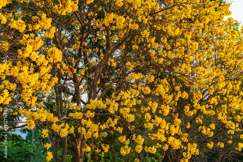 Obraz na płótnie Beautiful blooming Yellow Golden Tabebuia Chrysotricha flowers of the Yellow Trumpet that are blooming with the park in spring day in the garden and sunset sky background in Thailand. w salonie