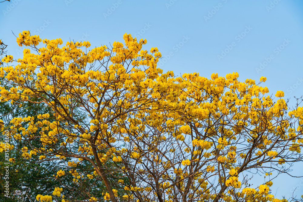 Beautiful blooming Yellow Golden Tabebuia Chrysotricha flowers of the Yellow Trumpet that are blooming with the park in spring day in the garden and sunset sky background in Thailand.