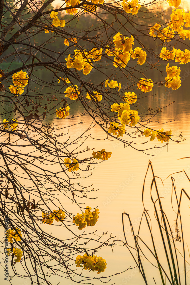 landscape view Beautiful blooming Yellow Golden Tabebuia Chrysotricha flowers with the park in spring day of the reservoir with cloudy blue sunset sky the forest summer naturel background.