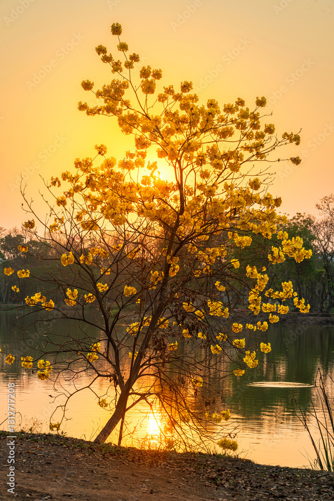 landscape view Beautiful blooming Yellow Golden Tabebuia Chrysotricha flowers with the park in spring day of the reservoir with cloudy blue sunset sky the forest summer naturel background.