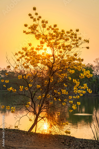Obraz na płótnie landscape view Beautiful blooming Yellow Golden Tabebuia Chrysotricha flowers with the park in spring day of the reservoir with cloudy blue sunset sky the forest summer naturel background. w salonie