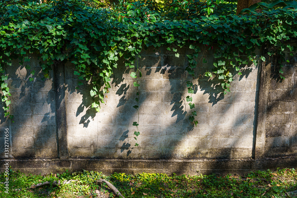 Texture of Abstract old white brick cement wall Where the sun shines in building and green grass plants with green vine leaves that grows naturally background background copy space