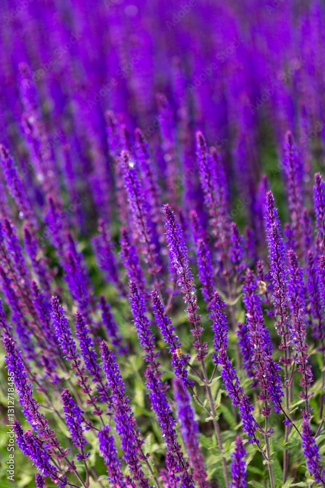 Naklejka premium Blooming purple sage flowers in vibrant sunlight