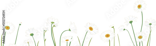Daisies spring frame isolated on transparent background. Vector illustration. 