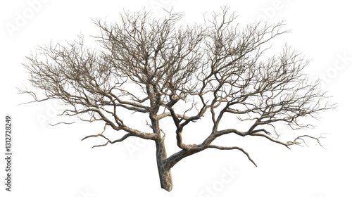 Wallpaper Mural Leafless tree standing tall on transparent background Torontodigital.ca