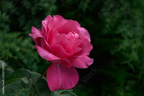 A bush of pink roses in a spring or summer ornamental garden. Decorative garden. Red flower in the springtime park.