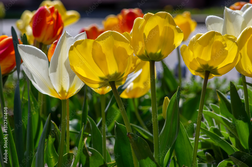 Bright red and yellow color country Darwin tulips in bloom, bouquet of springtime flowering plants in the ornamental garden