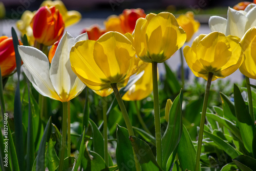 Obraz na płótnie Bright red and yellow color country Darwin tulips in bloom, bouquet of springtime flowering plants in the ornamental garden w salonie
