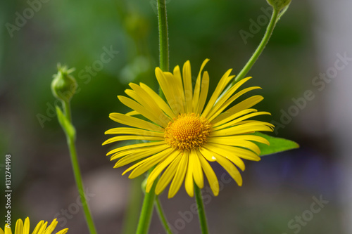 Doronicum orientale leopards bane bright yellow spring flowers in bloom, ornamental garden flowering plant