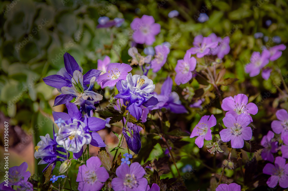 Blue and white columbine and garden geranium blooming in the garden. Blue and white columbine and garden geranium blooming in the garden.