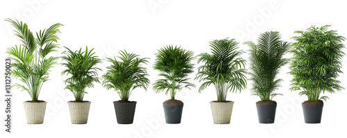 a series of potted plants arranged in a line. featuring various styles and sizes of greenery. highlighting their decorative potential for indoor or outdoor spaces the plants are set against a minimali