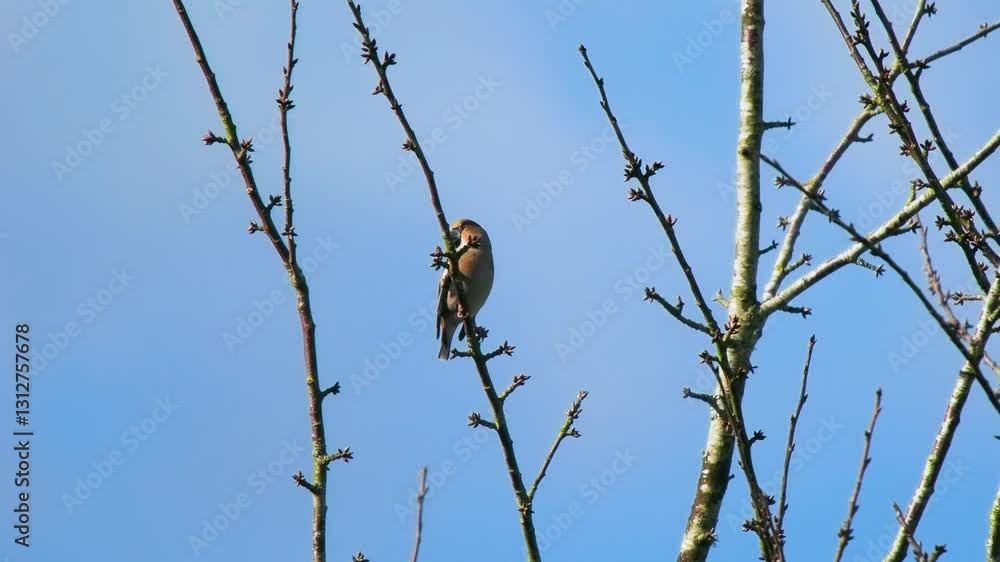 Hawfinch Perched in a Tree Hawfinch Perched in a Tree