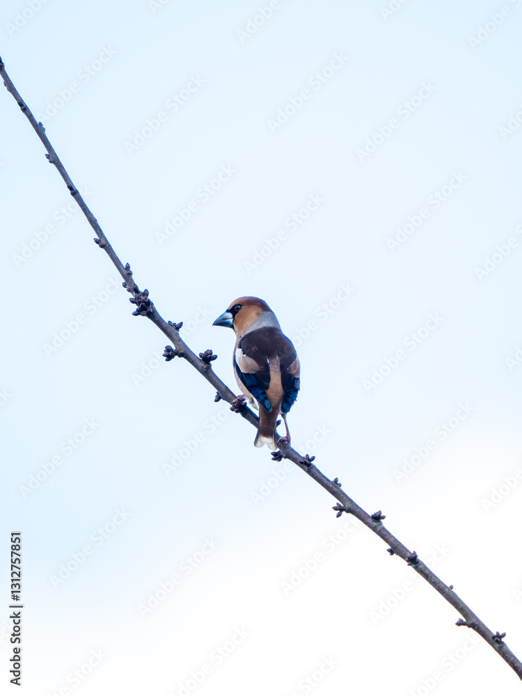 Hawfinch Perched in a Tree
