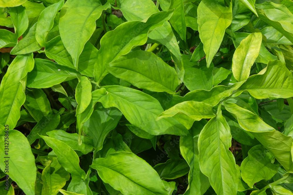 Fivefingers or Syngonium angustatum green leaf pattern and texture background.Natural green pattern and texture.Green foliage concept.For graphic design,3D rendering and banner background Fivefingers or Syngonium angustatum green leaf pattern and texture background.Natural green pattern and texture.Green foliage concept.For graphic design,3D rendering and banner background