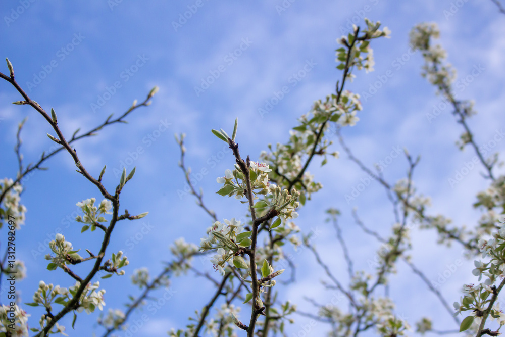 White blossoming apple trees in the sunset light. Spring season, spring colors. White blossoming apple trees in the sunset light. Spring season, spring colors.