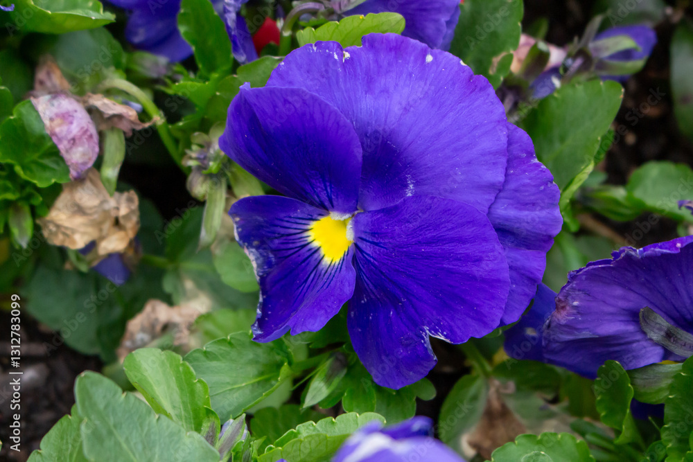 pansy - colorful flowers close-up. Natural background. pansy - colorful flowers close-up. Natural background.