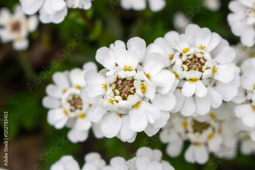 Close-up bunch of small white flowers in bloom. Iberis sempervirens blossom. Evergreen candytuft