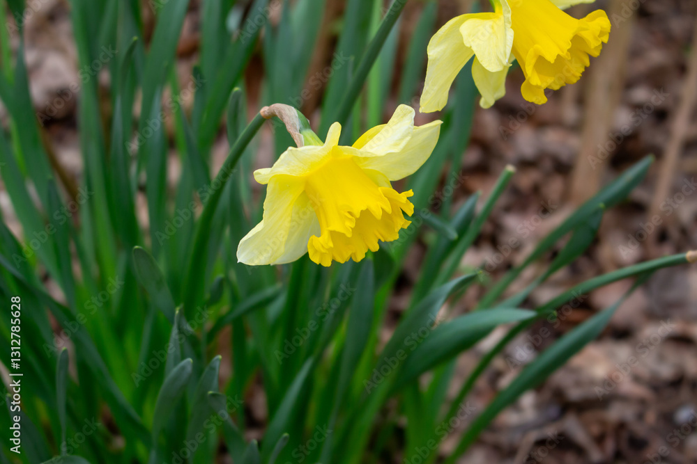 Beautiful yellow Daffodil flowers blooming in a spring garden Beautiful yellow Daffodil flowers blooming in a spring garden