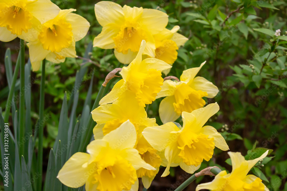 Beautiful yellow Daffodil flowers blooming in a spring garden Beautiful yellow Daffodil flowers blooming in a spring garden