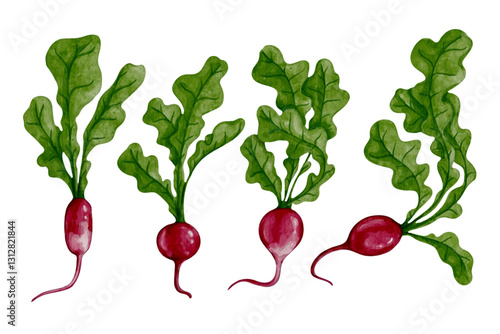 Set of ripe radish root vegetables with green leaves.Vector graphics.