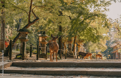 Nara Park Deer, Japan