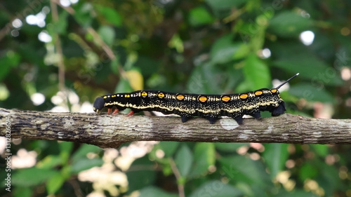 Theretra oldenlandiae caterpillar crawling on branch