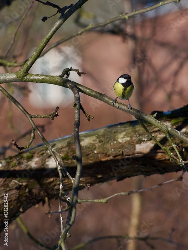 Wallpaper Mural great tit on branch Torontodigital.ca