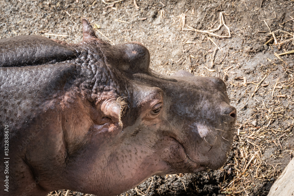 Hippopotamus resting its head on ground. Hippopotamus resting its large head on the ground Hippopotamus resting its head on ground. Hippopotamus resting its large head on the ground