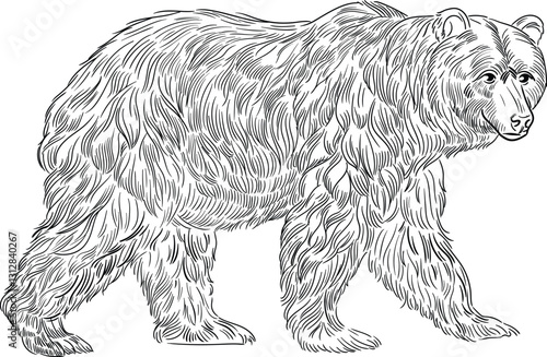 Detailed illustration of a bear.Black and white vector illustration of a bear, made in the technique of fine lines. The image of a wild animal with thick fur symbolizes strength, nature and wildlife.